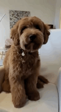 Pim - Australian Labradoodle vader